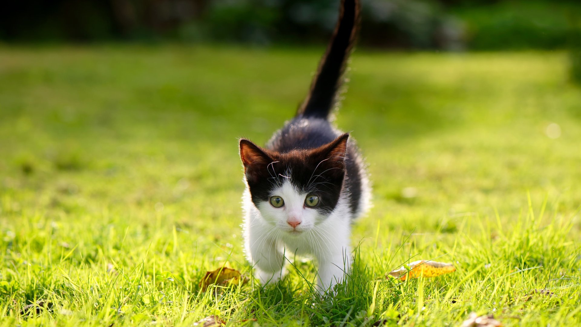 体育新闻中心参与制定体育赛事短视频剪辑标准，体育剪辑短视频算侵权吗